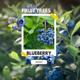 2 Misty Blueberry Bushes Live Plants, Edible Fruit Plant, 4-6 Inch Tall