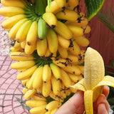 Tiny Banana Live Plant, Starter Plant, 4-6 Inch Tall