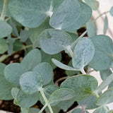 Silver Eucalyptus Tree Plant Live, Foliage Tree, 3-6 Inch Tall, 4 Inch Pot