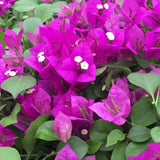 2 Deep Pink Bougainvillea Live Plants, Ornamental Vine Plant, 4-7 Inch Tall