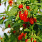 Red Goji Berry Live Plant, Starter Plant, 5-7 Inch Tall