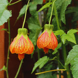 2 Orange Abutilon Live Plants, Flowering Plug, 5-7 Inch Tall