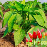 Red Chile Pequin Pepper Live Plant, Potted Plant, 4-7 Inch Tall, 4 Inch Pot