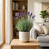 2 Lavender Plants Live, Well-Rooted Perennial Plant, 4-6 Inch Tall