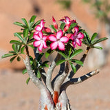 Combo 2 Random Mix Desert Rose Live Plant 4-7 Inches Tall