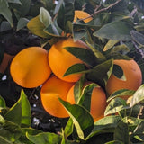 Red Navel Orange Live Tree in 1 Gallon Pot, 24–30 Inch Tall