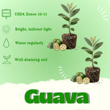 2 Pineapple Guava Live Plant, Guava Sweet Fruit, 4-6 Inch Tall