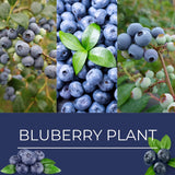 2 Biloxi Blueberry Live Plants, Home Garden Plant, 4-7 Inch Tall