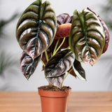 Red Alocasia Live Plant, Rare Tropical Plant, 2-4 Inch Tall