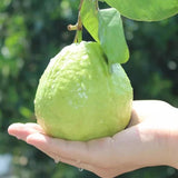 White Guava Tree Live Plant, Starter Fruit Plant