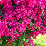 2 Pink Bougainvillea Plants Live, Patio Flower Vine, 4-7 Inch Tall
