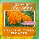 2 Orange Milkweed Live Plants, Asclepias Tuberosa, 4-6 Inch Tall