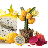 Yellow Dragon Fruit Live Plant, Edible Tropical Fruit Plant, 3-6 Inch Tall