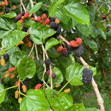 Dwarf Mulberry Live Tree, Hardy Garden Plant, 4-6 Inch Tall