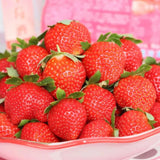 2 Red Strawberry Plants Live, Berry Plant, 2-3 Inch Tall, 3 Inch Pot