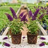 2 Black Buddleia Live Plants, 5-9" Butterfly Bush for Outdoor Gardens
