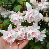 White Hardy Fuchsia Plant Live, 4-8 Inch Tall, 5 Inch Pot