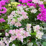 2 Cream Pink Bougainvillea Live Plants, 4-6 Inch Tall