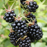 2 Cold Hardy Black Berry Plants, Blackberries Bush, 4-6 Inch Tall