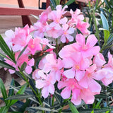 Pink Oleander Live Plant, Home Garden Plant, 4-6 Inch Tall
