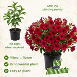 2 Red Live Allamanda Plants, 4-7 Inch Tall, Fragrant Fowers for Growing