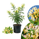 White Yellow Honeysuckle Plant Live, Flower Vine, 6-12 Inch Tall, 4" Pot