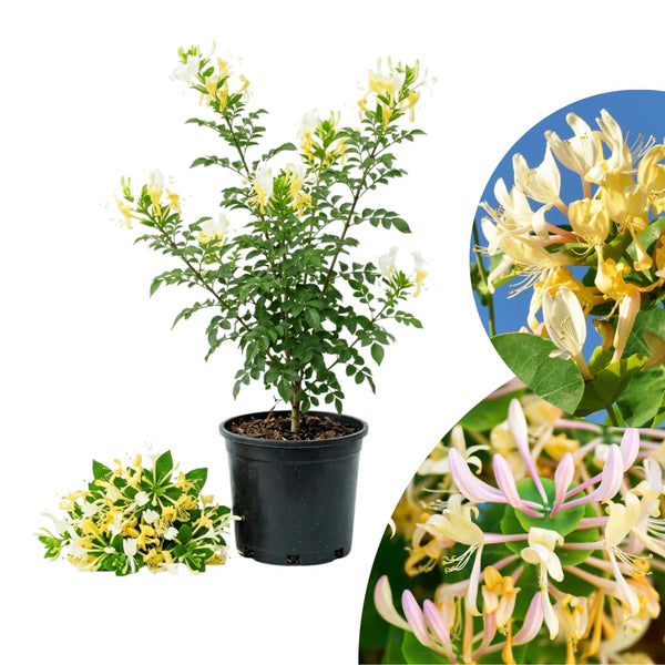 White Yellow Honeysuckle Plant Live, Flower Vine, 6-12 Inch Tall, 4" Pot