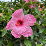 Set 3 Pink Hibiscus Live Plant, Vibrant Pink Hibiscus Plant 4–6" Tall