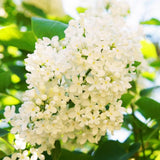 2 Purple Lilac Plants Live, Flower Bush, 4-6 Inch Tall, 4 Inch Pot