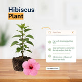 Pack 2 Bright Pink Hibiscus Plant Live 5-7 Inch Tall