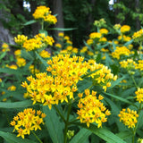 2 Yellow Milkweed Live Plants, Asclepias Tuberosa, 4-6 Inch Tall