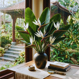 3 White Bird of Paradise Live Plants, Houseplant, 5-7 Inch Tall