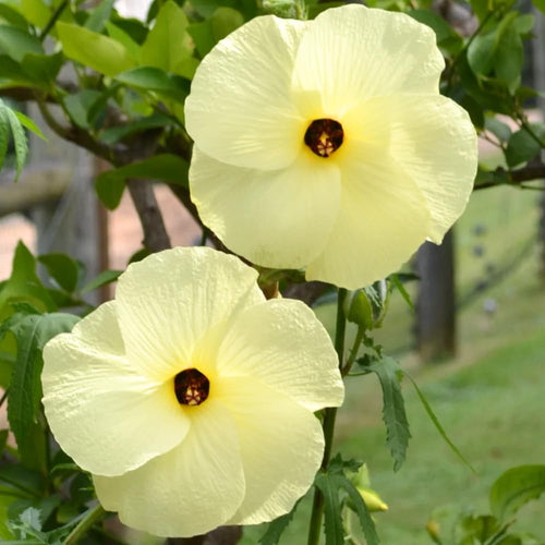 2 Hardy Light Yellow Hibiscus Plant Live, Tropical Flower Shrub, 4-6" Tall