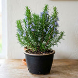 3 Rosemary Live Plants, Rosemary Plant, Live Starter Plant, 4-6 Inch Tall