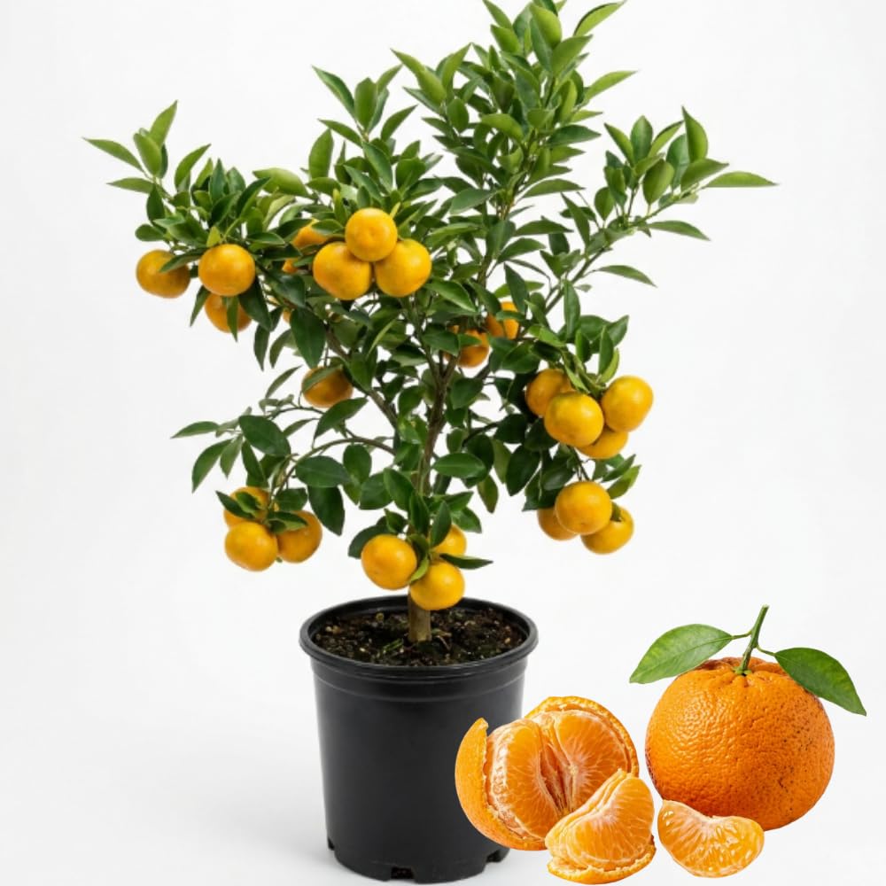Sweet Mandarin Tree, Patio Container Plant, 1-2 Ft Tall, 1 Gallon Pot
