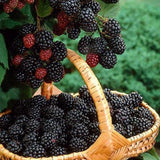 3 Sweet BlackBerry Live Plants, Cold Hardy Berry Bush, 3-7 Inch Tall