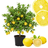 Meyer Lemon Tree Plant Live, Citrus Fruit Tree, 2 Ft Tall, 1 Gallon Pot