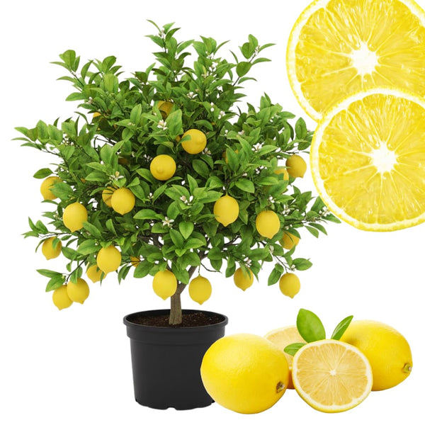 Meyer Lemon Tree Plant Live, Citrus Fruit Tree, 2 Ft Tall, 1 Gallon Pot