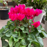 Pink Cyclamen Plant Live, Indoor Outdoor Flower, 4 Inch Pot