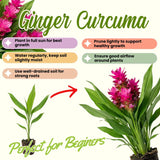 2 Pink Ginger Live Plants, Ornamental Flowering Ginger Plant for Indoor Outdoor, Colorful Blooming Gingers 4-6 Inches