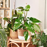 White Philodendron Live Plant 4-6 Inches, Easy Care Indoor Houseplant for Home and Office, Tropical Foliage Philodendron