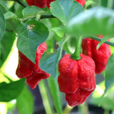 Red Ghost Pepper Bhut Jolokia Live Plant, 4-7 Inch Tall, 4 Inch Pot