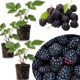 3 Sweet BlackBerry Live Plants, Cold Hardy Berry Bush, 3-7 Inch Tall