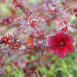 3 Cranberry Hibiscus Live Plants, Home Garden Plant, 4-6 Inch Tall