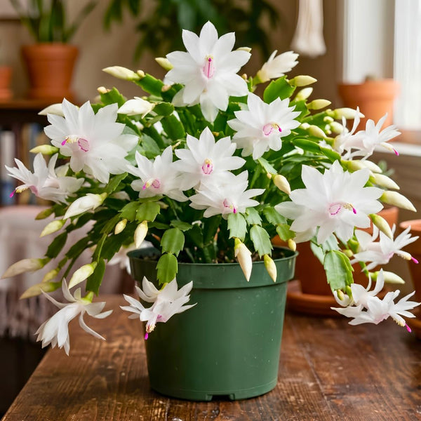 White Holiday Cactus Plant Live, Easy Care Houseplant, 5-9 Inch Tall