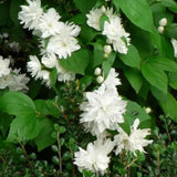 Mock Orange Shrub Plant, 8 Months Old, White Fragrant Flowers for Planting