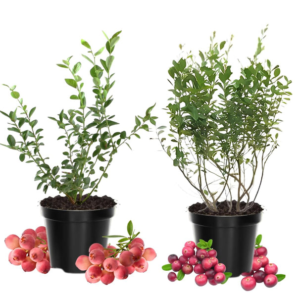 2 Pink Lemonade Blueberry Live Plants, Hardy Fruit Bush, 4-6 Inch Tall