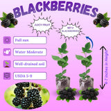 2 Triple Crown Thornless Blackberries Plant Live, Sweet Fruit 4-7 Inch Tall