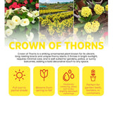 Yellow Crown of Thorns Live Plant, Cactus Plant, 4-6 Inch Tall, 4 Inch Pot