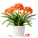 Orange Clivia Miniata Plant Live, Flower Houseplant, 6 Inch Pot